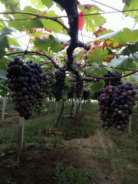 葡萄_好便宜,1.7一斤。可惜有轻微的高血糖不