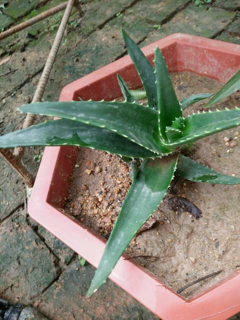 种花养花_种花的收入怎么样