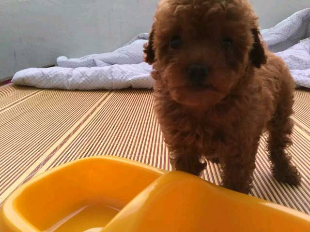 怀孕五个月一直养了泰迪狗担心传染弓形虫怎么