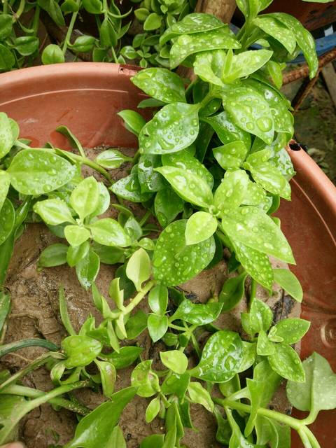 种花养花_种花的收入怎么样