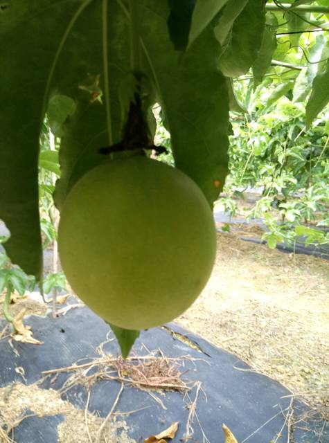 自家种的百香果_自己家种的百香果,又香又甜,