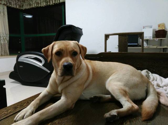 孕七月,自家狗狗对着自己狂叫