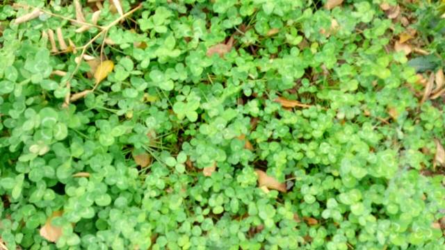 _我宝宝两岁零八个月 不能说句子 只会说爸妈