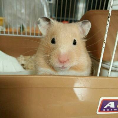 每次我叫我家仓鼠叫肥猪的时候宝宝动了,宝宝