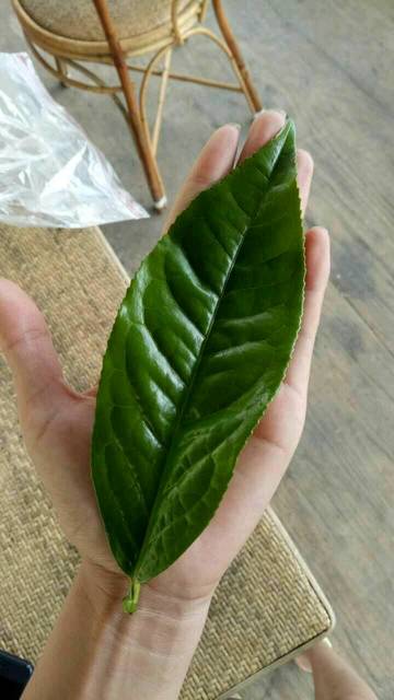 爱喝茶的女人最美丽_云南勐库冰岛村冰岛古树