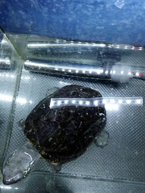 二胎妈妈_亲们都有胎动吗?_宝宝树