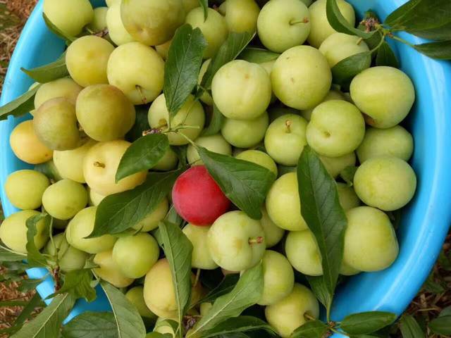 清脆酸青李子 自家果园_好姐妹自家果园青李子
