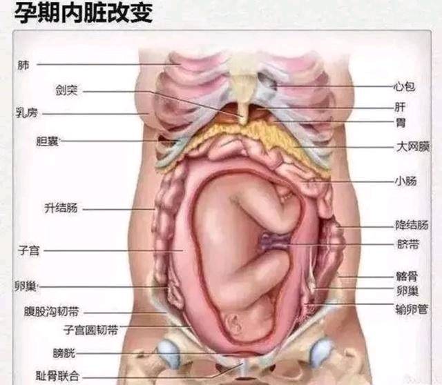 看完不禁感慨为母则刚                   引言:  女性在怀孕之后肚子