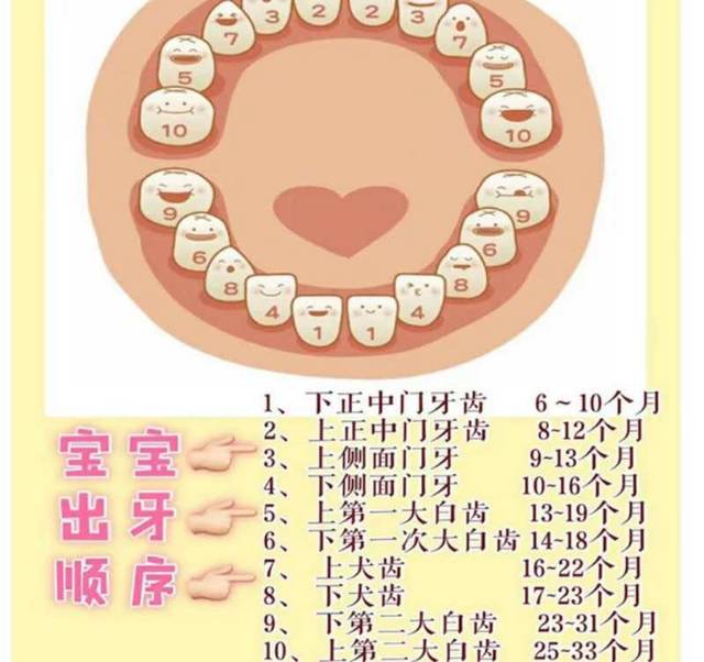 宝宝出牙顺序