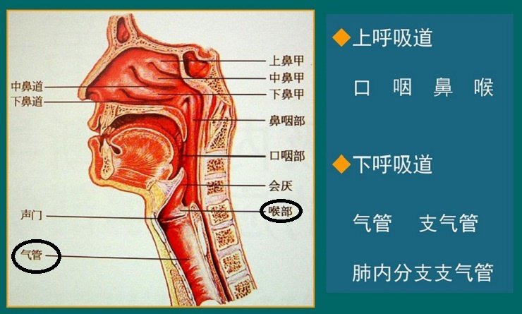 气道异物卡在喉管或支气管处最危险,因为会阻塞呼吸,产生窒息危险