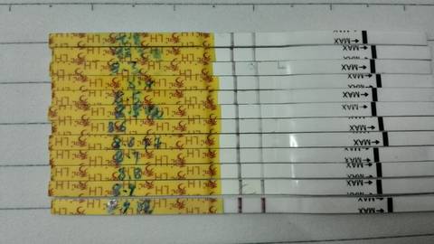 journal_insert_pic_547987165