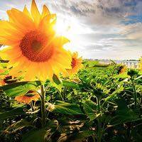 journal_insert_pic_596085171
