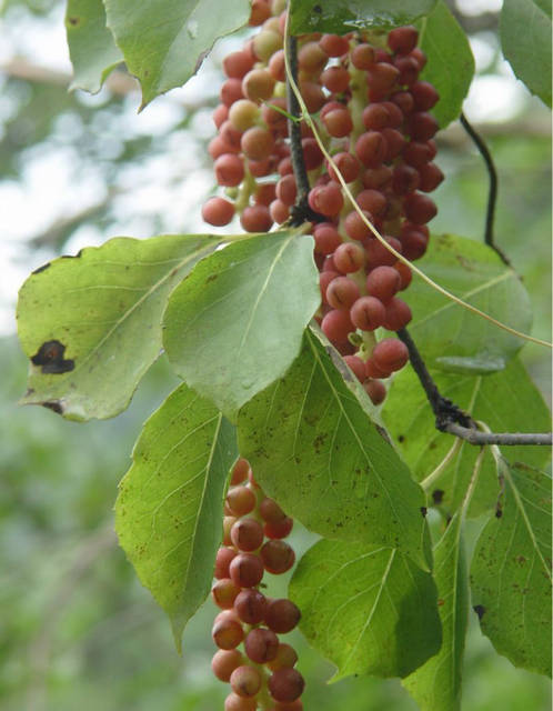 野果,你让我魂牵梦绕!