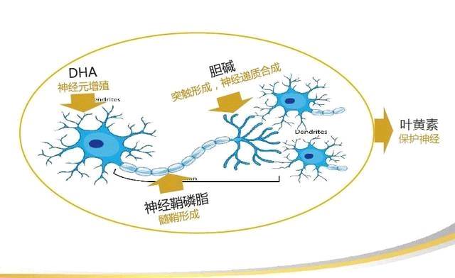 【有奖活动】你造么?孕4月宝宝大脑就开始发育啦!_告别恍恍惚_宝宝树