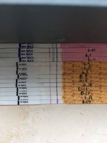 journal_insert_pic_767890399