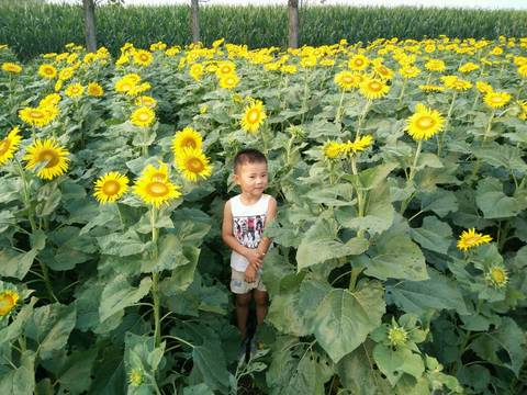 journal_insert_pic_807699599