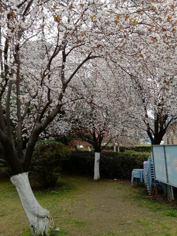 journal_insert_pic_1201246699