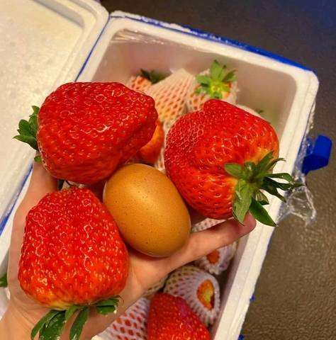 草莓一斤18