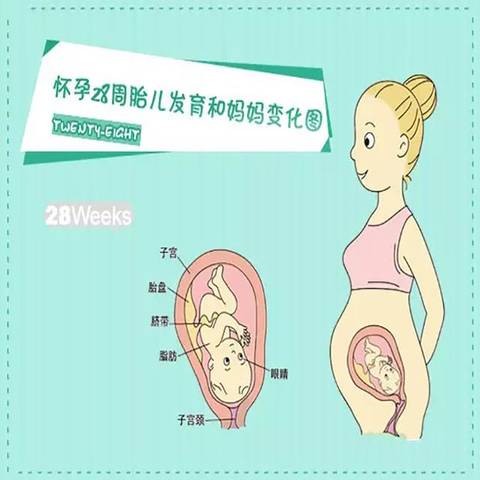 怀孕28周胎儿大小图片图片