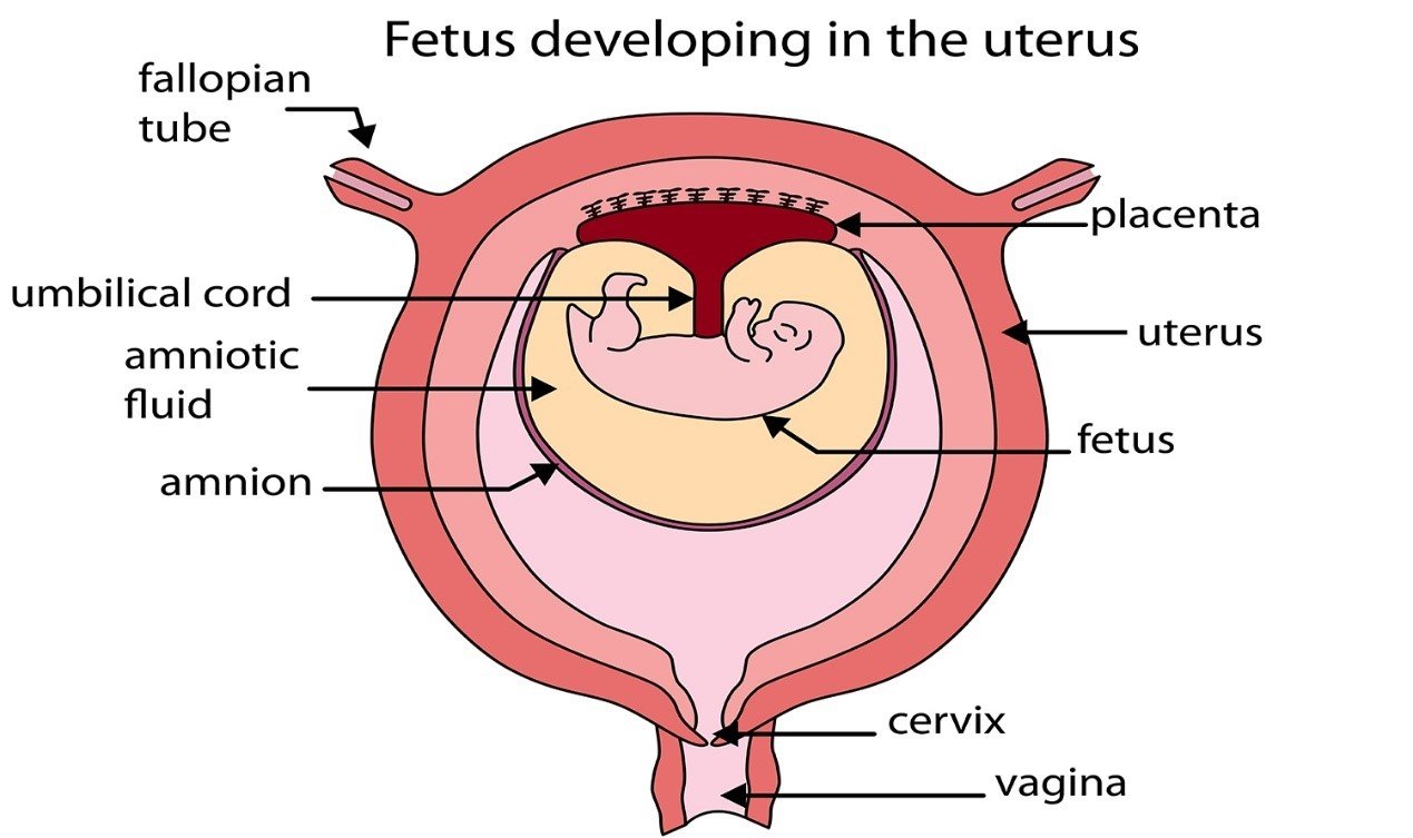 胎盘与胎儿结构解剖图图片