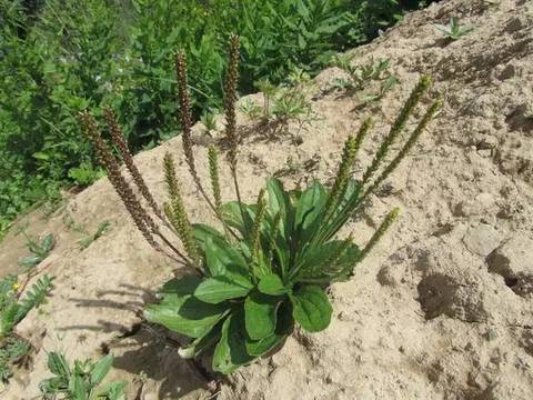 十种植物,看您认识哪几种?_宝宝树